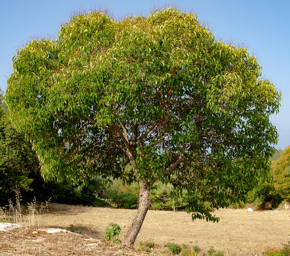 Habitus